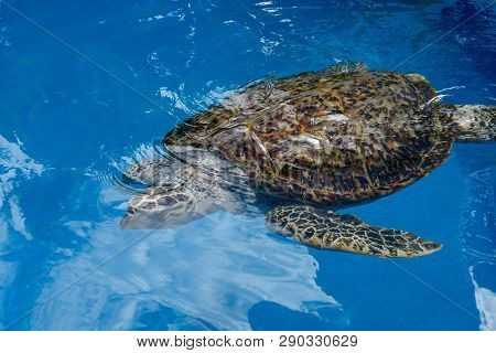Turtle Swimming In Project Tamar Tank At Praia Do Forte, Brazil