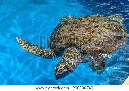 Turtle Swimming In Project Tamar Tank At Praia Do Forte, Brazil