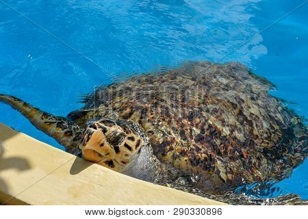 Turtle Swimming In Project Tamar Tank At Praia Do Forte, Brazil