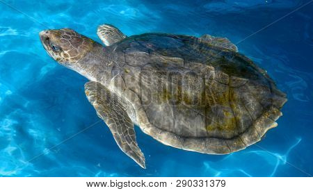 Turtle Swimming In Project Tamar Tank At Praia Do Forte, Brazil