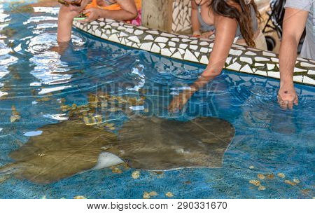 People Caressing Breed Fish On Project Tamar Tank At Praia Do Forte In Brazil