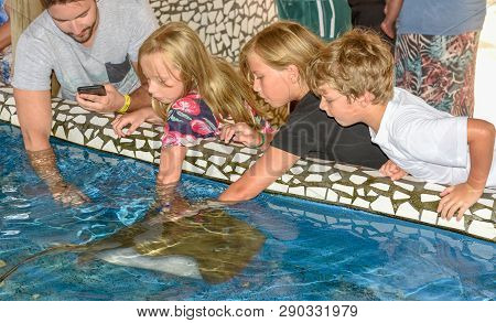People Caressing Breed Fish On Project Tamar Tank At Praia Do Forte In Brazil