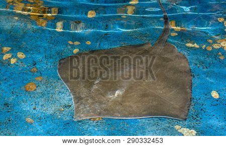 Breed Fish Swimming On The Sea In Brazil