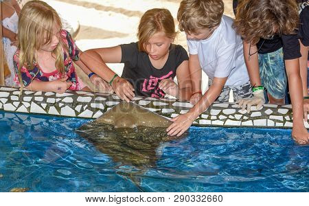 Children Caressing Breed Fish On Project Tamar Tank At Praia Do Forte In Brazil