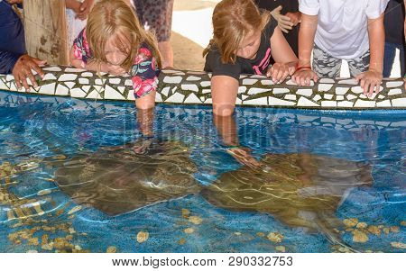 Children Caressing Breed Fish On Project Tamar Tank At Praia Do Forte In Brazil