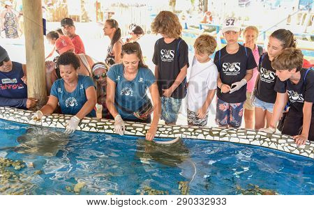 Woman Who Feeds The Breed Fish On Project Tamar Tank At Praia Do Forte In Brazil