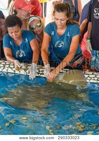 Woman Who Feeds The Breed Fish On Project Tamar Tank At Praia Do Forte In Brazil