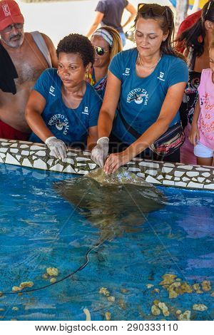 Woman Who Feeds The Breed Fish On Project Tamar Tank At Praia Do Forte In Brazil