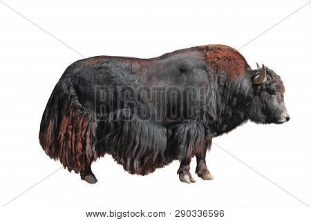 Yak (bos, Mutus) Isolated On White Background