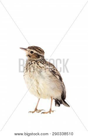 Wood Lark