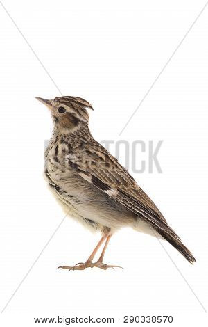 Wood Lark (lullula Arborea) Isolated