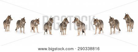 Pack Of Wolves  (canis Lupus) Isolated On Snow On A White Background