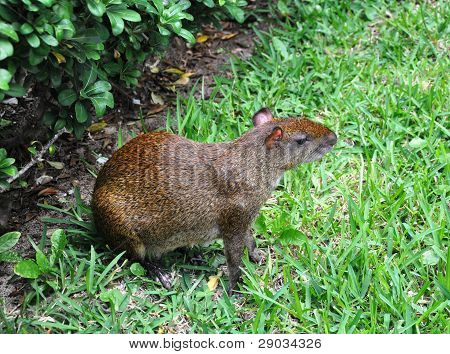 Agouti ในหญ้า