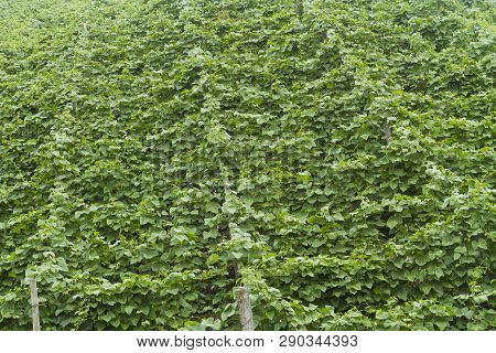 Bean Plantation In The Mountains Of Colombia