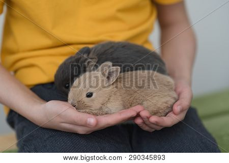 Two Bunny Babies In The Hands Of The Boy.