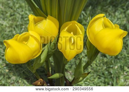 Asian Yellow Exotic Flowers Close-up (impatiens Psittacina)