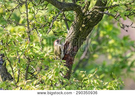 European Green Woodpecker On Apple Tree Trunk. Female Picus Viridis, Insectivorous Bird With Red Cap