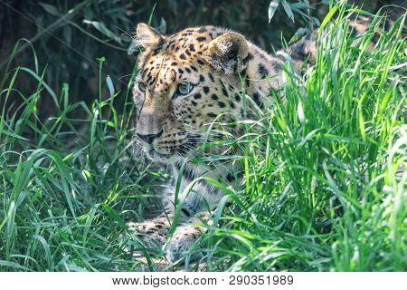 Amur Leopard Lying In Ambush Among Green Grass. Critically Endangered Species, Beautiful Spotted Cat