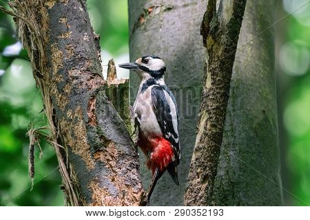 Great spotted woodpecker perching on the perforated bark. Black and white pecker (dendrocopos major) with scarlet red undertail on the tree in summer forest.