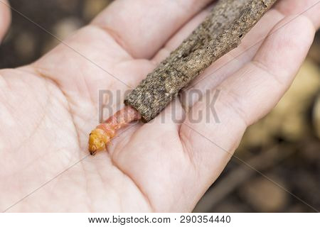 Red Zeuzera Coffeae Or Moths Stem Borer Destroy Tree On Female Hands's Farmer Which Agriculture Gard