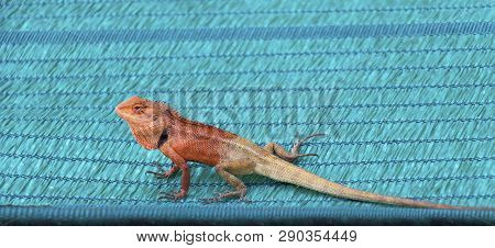 Oriental Garden Lizard Or Calotes Versicolor In Tropical Forest Asia On Green Background, Red-headed