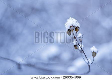 Winter Day. Plant Under Snow. Cold Weather