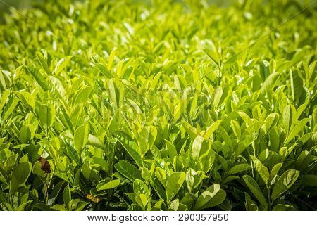Cherry Laurel (prunus Laurocerasus) Plant In Green Color In The Summer Sun