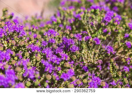 Floral Natural Background. Beautiful Purple Flowers Growing On The Island Of Crete, The Beach Elafin