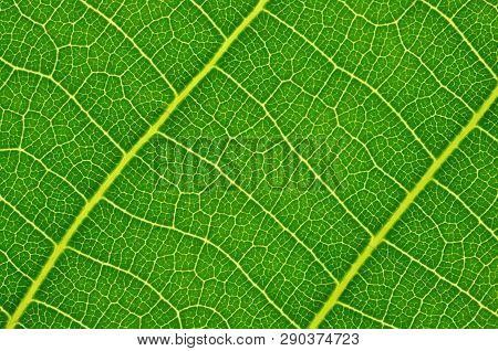 Green Leaf Background. Leaf Texture. Macro Photo. Abstract Nature Background.