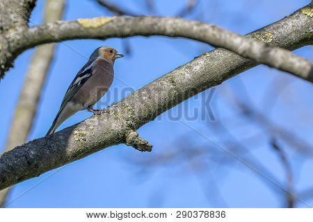 Finch Fringilla Coelebs Bird On Tree