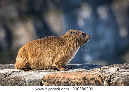 Rock Hyrax Or Procavia Capensis At Table Mountain National Park, South Africa.