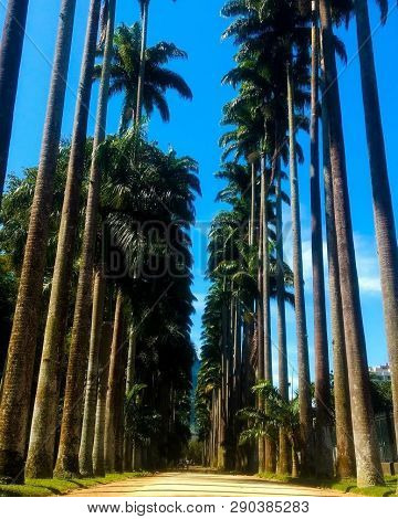Rio De Janeiro, Parque Da Tijuca, Brasil.