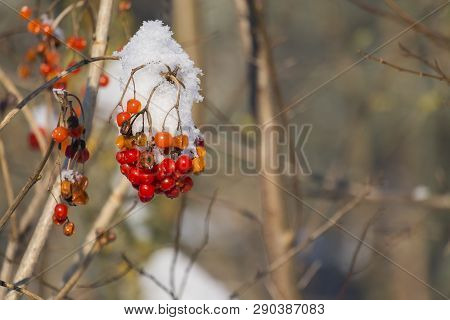 Red Berries Of Viburnum Covered With Snow (viburnum Opulus)