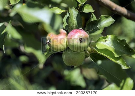 Ripening Apples On A Tree. Three Rosy Apples Grow On A Branch