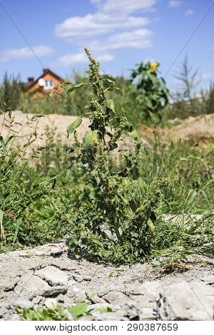 Stalk And Leaves Of Common Amaranth (amaranthus Retroflexus)