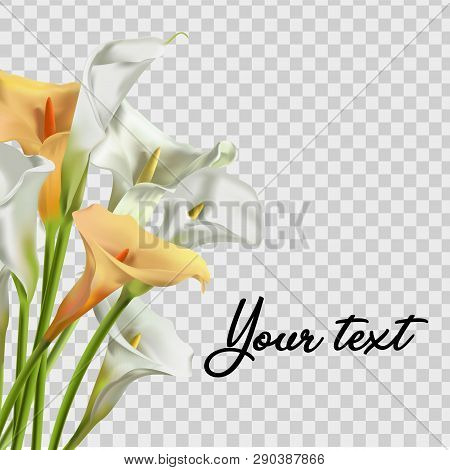 Realistic Kala Flower. For Design Of Leaflets, Banners. Colorful Creative Modern Nature Reality Vect