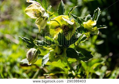 Green Hellebore Flower On Flowerbed In Garden