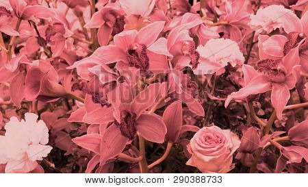 Beautiful Wallpaper With Plenty Of Orchids. Coral