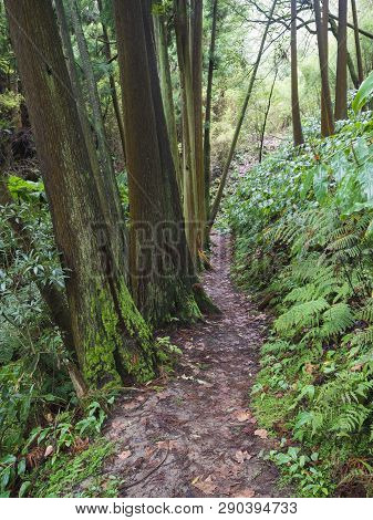 Lush Green Tropical Vegetaion Ivy, Moss And Ferns On Footpath At Hiking Trail In Forest Near Furnas 