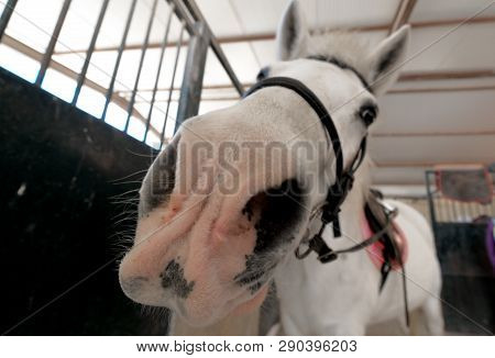 Close Up Of Muzzle Of White Funny Horse