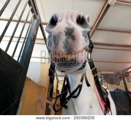 Close Up Of Muzzle Of White Funny Horse