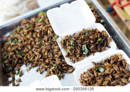 Thai Snack Fried Crickets
