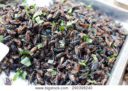 Thai Snack Fried Crickets