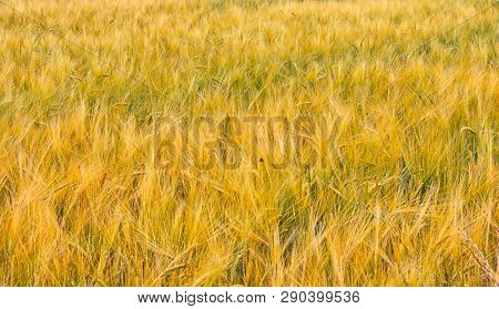 The Filed Of Oat On The Countryside Near Domazlice. It Is Situated In Czech Republic In Europe. Ther
