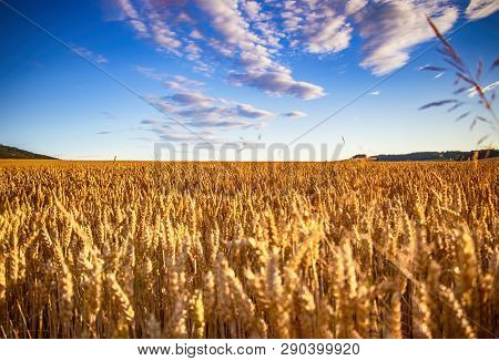 The Filed Of Oat On The Countryside Near Domazlice. It Is Situated In Czech Republic In Europe. Ther