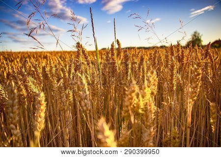 The Filed Of Oat On The Countryside Near Domazlice. It Is Situated In Czech Republic In Europe. Ther