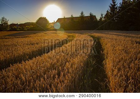 The Filed Of Oat On The Countryside Near Domazlice. It Is Situated In Czech Republic In Europe. Ther