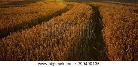 The Filed Of Oat On The Countryside Near Domazlice. It Is Situated In Czech Republic In Europe. Ther