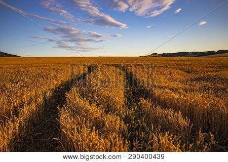 The Filed Of Oat On The Countryside Near Domazlice. It Is Situated In Czech Republic In Europe. Ther