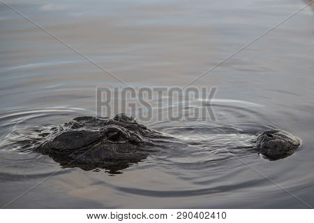 American Alligator Lurking In The Water In Florida, Everglades